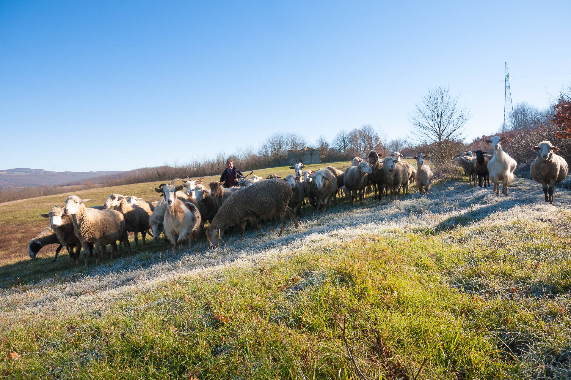 Matese Guardiaregia - Molise - Pecore e pastore sul Tratturo Pescasseroli-Candela campobasso